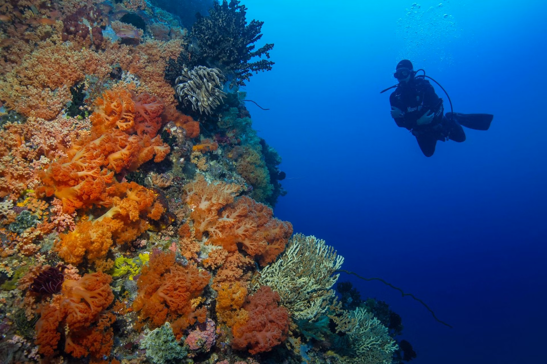 Corals Manado Indonesia Scuba Diving | Dive Travel Indonesia