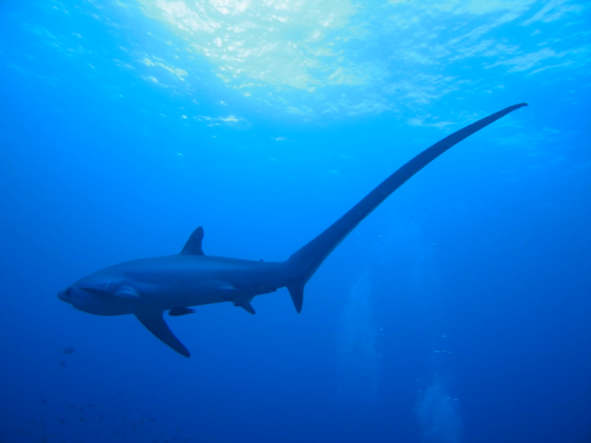 Fuchshai Indopazifk | Dive Travel