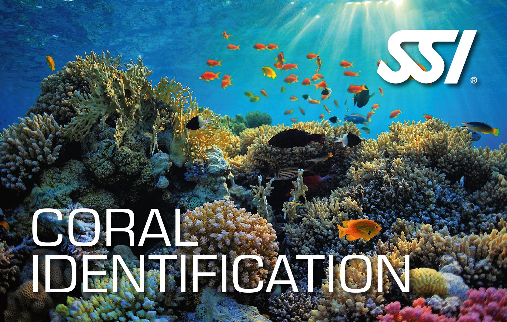 SSI Coral Identification | SSI Coral Identification Course Course Course | Coral Identification | Specialty Course | Diving Course