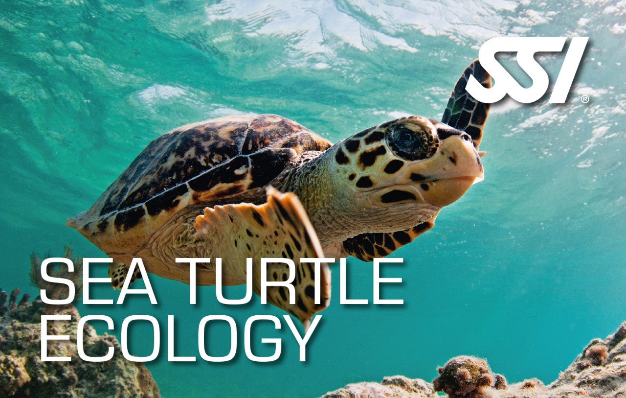 SSI Sea Turtle Ecology | SSI Sea Turtle Ecology Course Course Course | Sea Turtle Ecology | Specialty Course | Diving Course