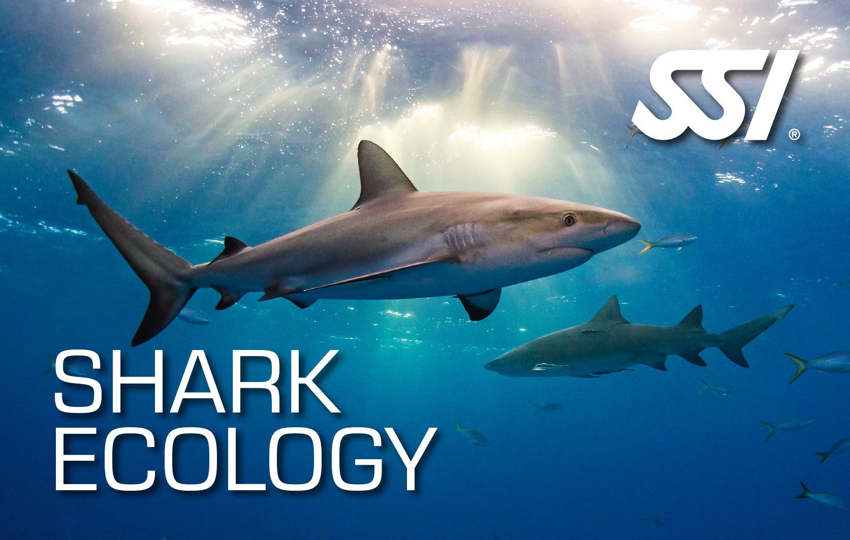 SSI Shark Ecology | SSI Shark Ecology Course Course Course | Shark Ecology | Specialty Course | Diving Course