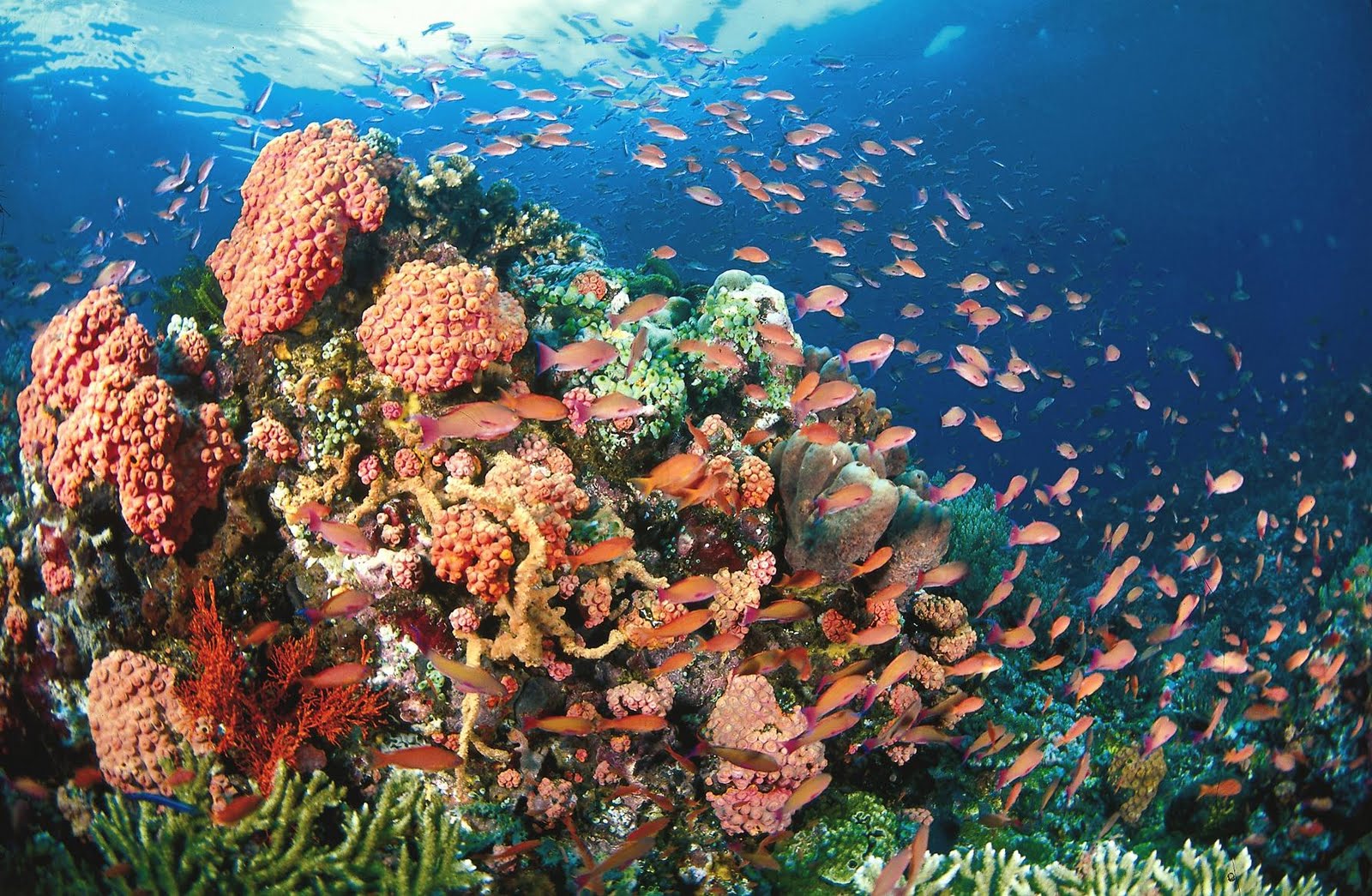 Corals Anilao Batangas Scuba Diving | Dive Travel Philippines