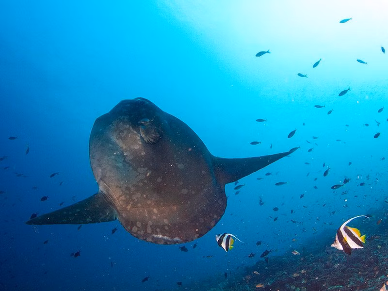 Dive Travel Indonesia