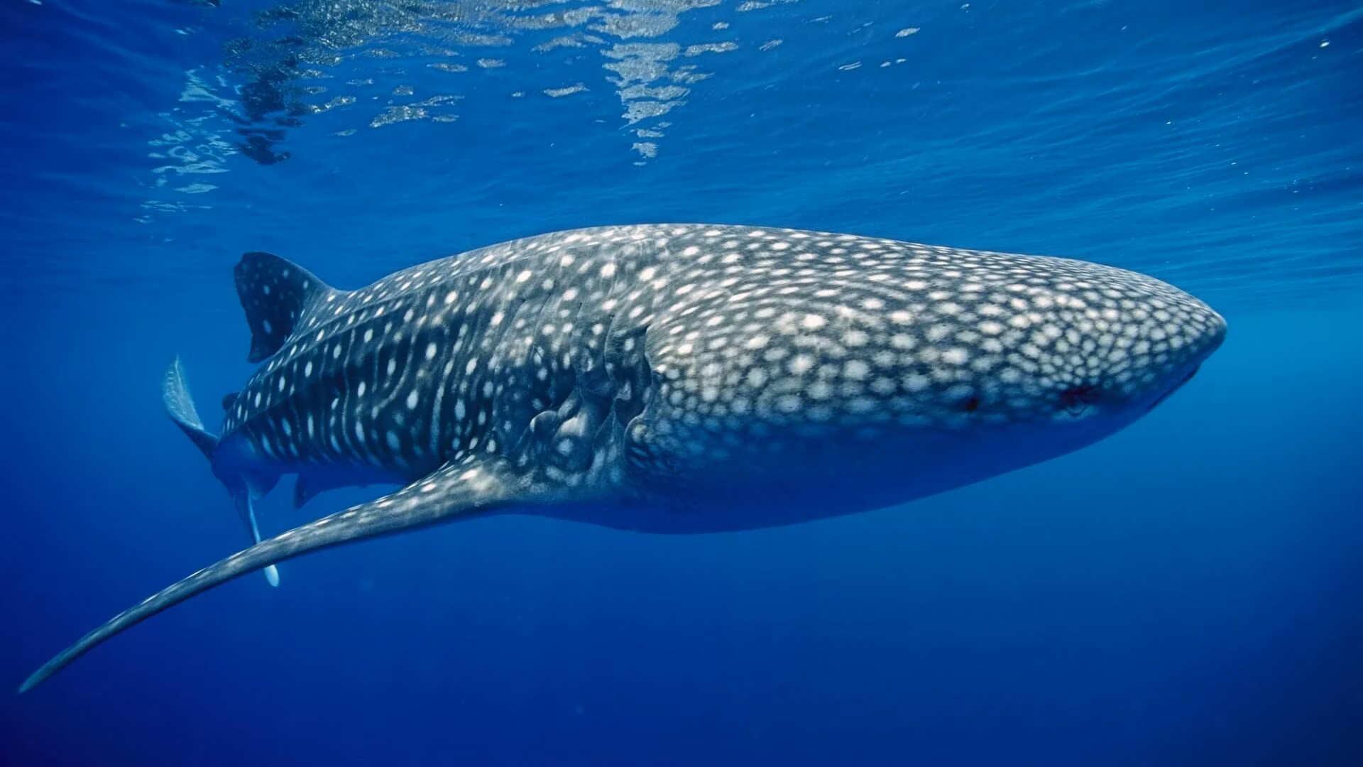 Whale Shark Similan Islands Phuket Thailand | Dive Travel Thailand