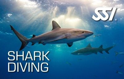 SSI Shark Diving Course | SSI Shark Diving | Shark Diving | Diving Course