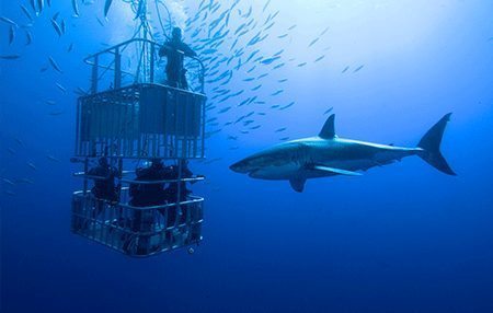 Shark Diving | Diving Courses