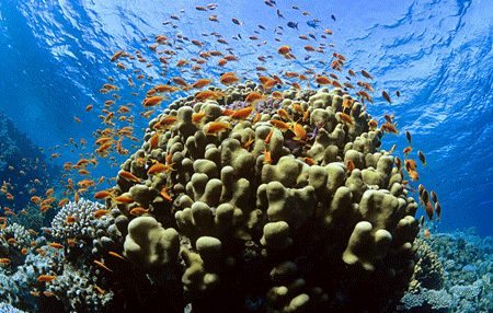 Tubbataha Reef | Dive Travel Philippines