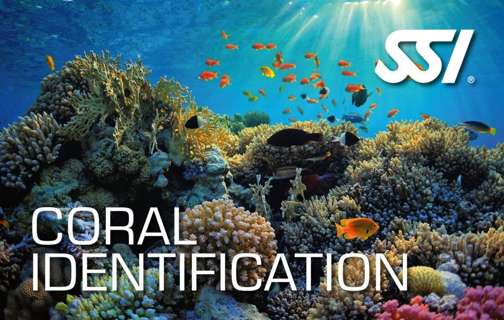 SSI Coral Identification | SSI Coral Identification Course | Coral Identification | Specialty Course | Diving Course