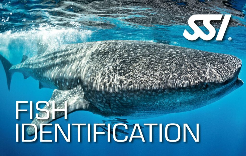 SSI Fish Identification | SSI Fish Identification Course | Fish Identification | Specialty Course | Diving Course