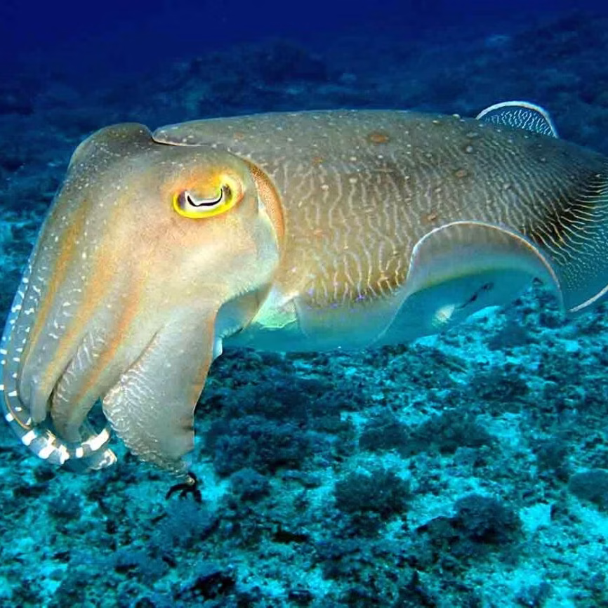 Dive Trips Singapore - Bali Diving - Cuttlefish at Padang Bai while diving in bali