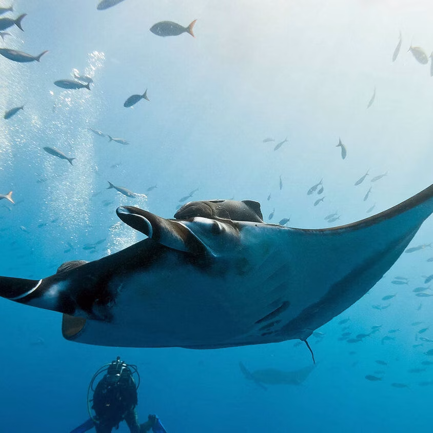 Dive Trips Singapore - Bali Diving - Manta Ray with Divers while diving in bali